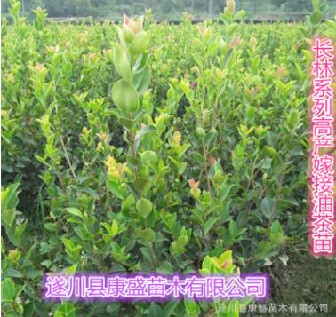 實(shí)生油茶苗嫁接油茶苗山茶油樹(shù)苗茶油苗江西高產(chǎn)油茶木子苗種子苗