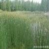 專供水生植物600萬(wàn)株水蔥 睡蓮 荷花 再力花
