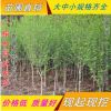 批發(fā)園林綠化工程苗木 木槿 叢生木槿 木槿價(jià)格 庭院植物當(dāng)年開花