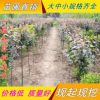 供應(yīng)綠化喬木 紫葉李小苗 速生紫葉李 規(guī)格齊全 紫葉李苗價(jià)格