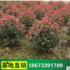 紅葉石楠球 彩色工程園林綠化工程苗木 批發