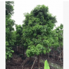 基地批發(fā)秋楓樹 重陽木 全冠精品秋楓移植苗 8-35公分