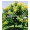 專業苗木基地 長期供應批發 欒樹