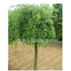 公司長期供應大量園林植物喬木 刺槐