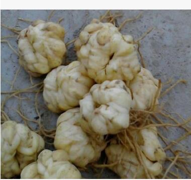 批發(fā)食用百合花種球種子 辦公室陽(yáng)臺(tái)花卉綠植物小盆栽百合花種球