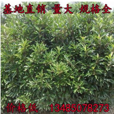 法國(guó)冬青苗珊瑚樹苗冬青小苗綠化綠籬苗木法青樹批發(fā)