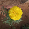 苗圃出售萬(wàn)壽菊 各種草花品種齊全 萬(wàn)壽菊種植廠(chǎng)家 量大優(yōu)惠