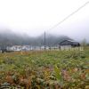 廠家直銷漆樹 漆樹苗 優(yōu)質(zhì)漆樹 野生漆樹 野漆樹苗