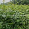 供應(yīng)一年生青錢柳苗 庭院種植青錢柳苗 50公分以上青錢柳苗