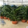 特價 室內大型綠植花卉 天堂鳥盆栽植物 鶴望蘭 吸甲醛 凈化空氣