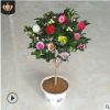 茶花苗 帶花苞 山茶花 盆栽 四季開花不斷花卉觀花綠植物室內陽臺