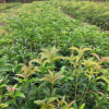 基地 四季金桂花樹苗 桂花樹苗批發 桂花小苗 規格齊全