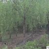 產地直銷垂柳樹苗 苗木批發(fā) 喬木 綠化風景庭蔭防護樹