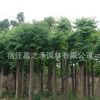 基地批發(fā)欒樹苗工程綠化 胸徑1-10公分欒樹園林綠化樹苗量大優(yōu)惠