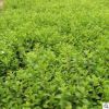 批發(fā)基地供應(yīng)水蠟小苗 工程綠化苗木 規(guī)格齊全 量大優(yōu)惠