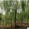 長(zhǎng)期供應(yīng)市政園林金絲垂柳 綠化風(fēng)景柳樹 江邊河道綠化柳樹