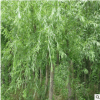 基地供應(yīng)綠化苗木垂柳樹苗速生柳樹苗園林綠化直柳樹垂柳苗