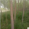 廠家批發(fā)柳樹 旱柳柳樹苗公園綠化樹苗 綠化工程喬木胸徑8-10公分