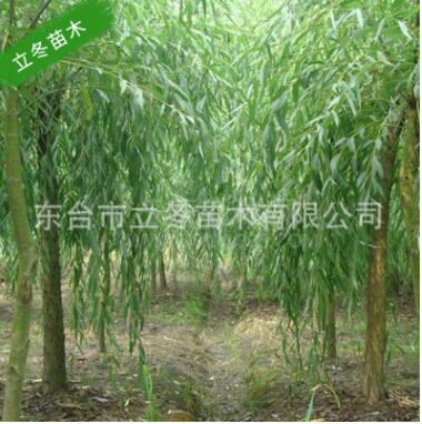 垂柳 風(fēng)景樹 校園 公園庭萌樹 降溫 綠化 環(huán)境 行道樹