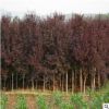 常年供應紅葉李 紫葉李景觀樹 行道樹 基地直銷紅葉李易成活