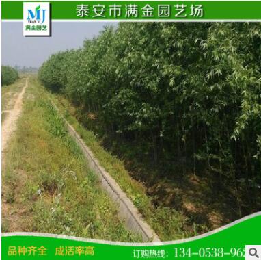 基地供應(yīng)批發(fā)優(yōu)質(zhì)綠化苗木 竹柳樹苗 速生竹柳苗 規(guī)格齊全 防護(hù)樹