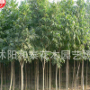 滎陽潤源苗木 無患子
