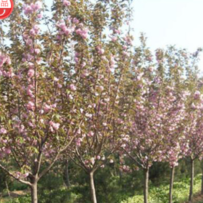 滎陽潤源苗木 日本晚櫻