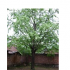 喬木銀杏 銀杏樹(shù) 銀杏盆景等綠化苗木