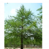 低價(jià)專(zhuān)業(yè)供應(yīng)銀杏樹(shù)