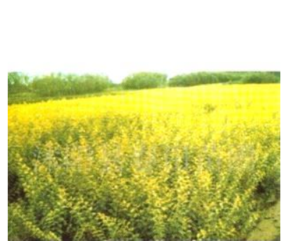 金葉女貞 紅葉石楠 金山繡線菊 綠化苗木