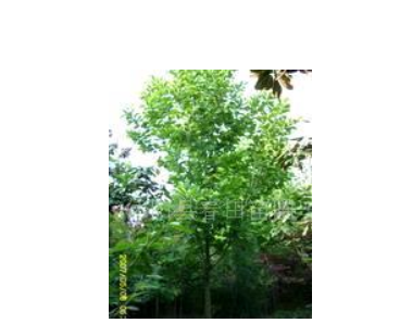 烏桕 紅葉石楠 綠化苗木