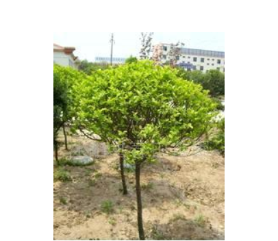 金葉女貞造型 冬青造型 綠化苗木