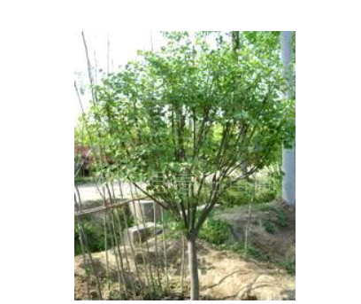 丁香 紫丁香 白丁香 綠化苗木