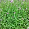 廠家直銷草花卉優質的柳葉馬鞭草綠化景觀花卉品種齊全量大優惠