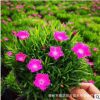 完美歐石竹 開花的草坪耐寒耐干旱耐踩踏 花海綠化宿根花卉歐石竹