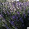 青州草花薰衣草苗 薰衣草花海專用地被宿根花卉種植薰衣草花苗