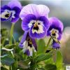 廠家供應各種草花綠化帶裝飾草花 三色堇 青州花卉觀賞花角堇