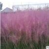 粉黛亂子草 盆栽狼尾草草亂子 優(yōu)質(zhì)觀賞粉黛亂子草 宿根花卉