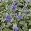 廠家直銷草本花卉藍花鼠尾草花海景觀庭院植物齊全量大