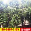 小葉榕供應(yīng)，批發(fā)大型綠化樹 小葉榕