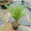 基地直銷 多規(guī)格蘇鐵樹苗 綠色植物批發(fā) 庭院公共場所種植盆栽