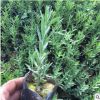青州種植薰衣草花苗 薰衣草花海專用地被宿根花卉草花薰衣草苗