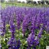 基地批發(fā)優(yōu)質(zhì)草花卉藍花鼠尾草花期長家庭工地適用地被量大從優(yōu)
