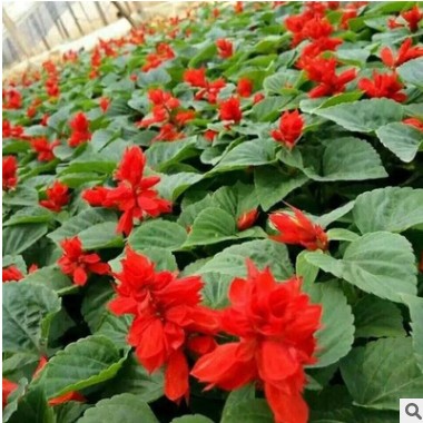 一串紅批發廠家直銷量大優惠 地被草花一串紅可盆栽花草