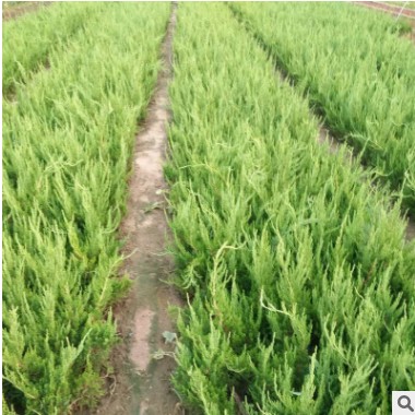 龍柏 基地直銷龍柏 龍柏球 直升龍柏 蜀檜 園林植物灌木常綠 綠化