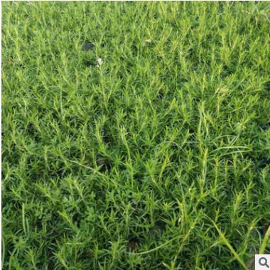 芝櫻花海 芝櫻 青州芝櫻基地批發芝櫻花卉 多色