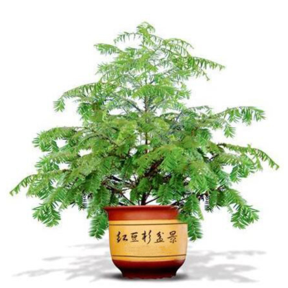 供應 紅豆杉 綠色植物 紅豆杉 各種年份均有各種造型孔雀 鴕鳥