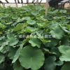 廠家批發銷售成品盆栽荷花 水生植物 價格從優大量批發園林植物
