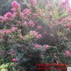 基地直銷(xiāo)紅花紫薇百日紅紫薇苗 園林綠化苗木 行道風(fēng)景紫薇樹(shù)苗