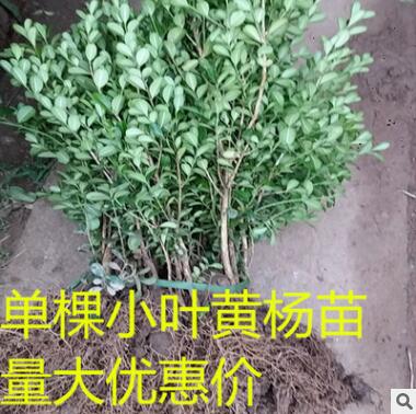批發(fā)小葉黃楊苗 瓜子黃楊球大葉黃楊苗